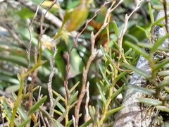 Vandoideae