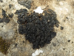 Collema flaccidum