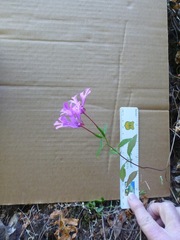 Clarkia concinna concinna