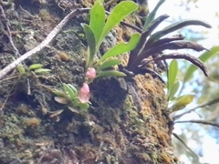 Image of Specklinia colombiana