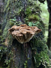 Gloiodon occidentalis