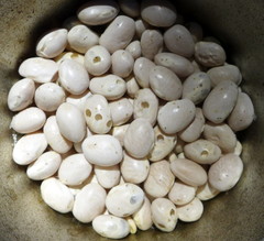 Acanthoscelides obtectus