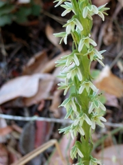 Platanthera elegans elegans