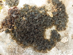 Lathagrium fuscovirens