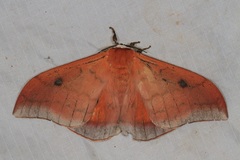 Pseudobunaea natalensis