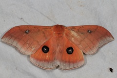 Pseudobunaea natalensis