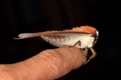 Pseudobunaea natalensis