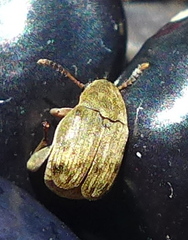 Acanthoscelides obtectus