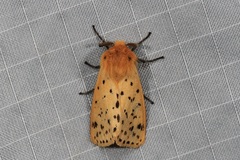 Eyralpenus testaceus