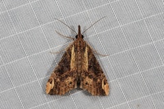 Hypena jussalis