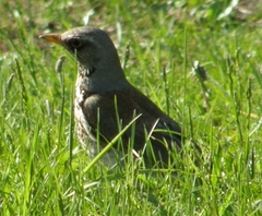 Turdus pilaris