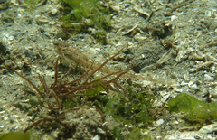 Odontopyxis trispinosa