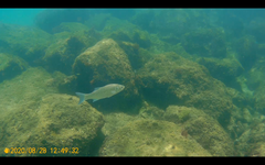 Dicentrarchus punctatus