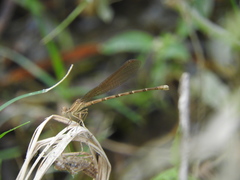 Argia rhoadsi