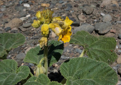 Ibicella lutea