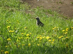 Turdus pilaris