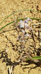 Lachenalia bolusii