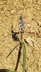Lachenalia bolusii