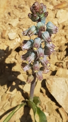 Lachenalia bolusii