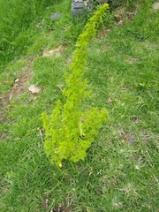 Dysphania graveolens