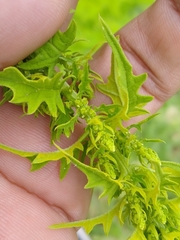 Dysphania graveolens