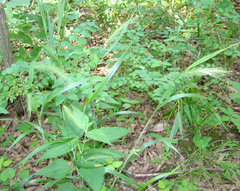 Elymus villosus