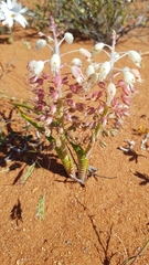 Lachenalia anguinea