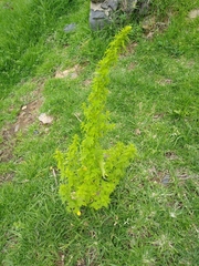 Dysphania graveolens