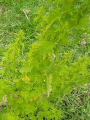 Dysphania graveolens