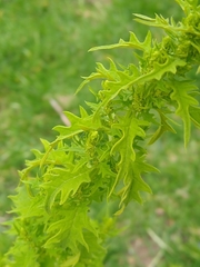 Dysphania graveolens