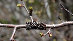 Ormiscodes amphimone