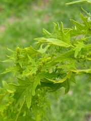 Dysphania graveolens