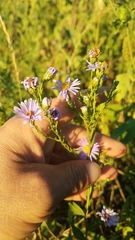 Symphyotrichum laeve