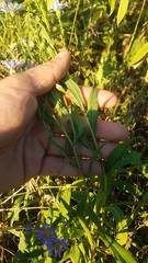 Symphyotrichum laeve