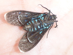 Arctiinae