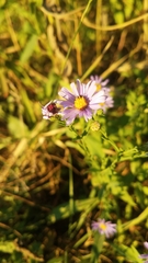 Symphyotrichum laeve