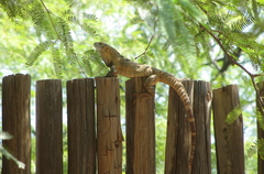Ctenosaura macrolopha