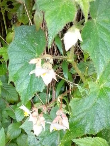 Begonia ignea image
