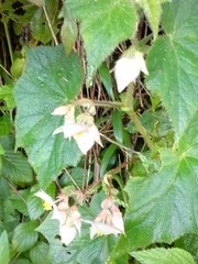 Image of Begonia ignea