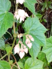 Begonia ignea