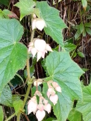 Begonia ignea