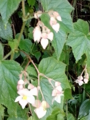 Begonia ignea