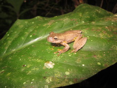 Ptychohyla hypomykter