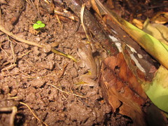 Ptychohyla hypomykter