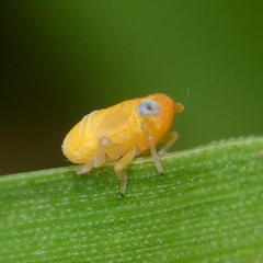 Flavoclypeus andromedus