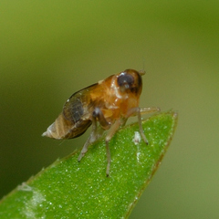 Flavoclypeus andromedus
