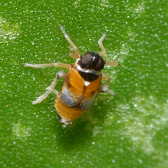 Flavoclypeus andromedus