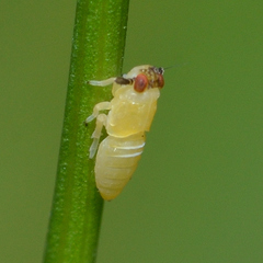 Pissonotus