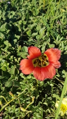Romulea sabulosa