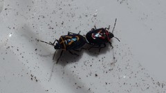 Comperocoris roehneri